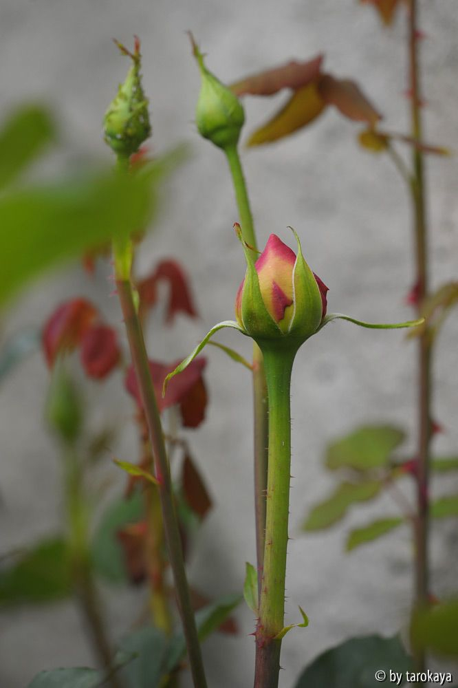 rose vorn links knospe2