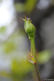 rose vorn links knospe1