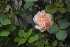 rose vorn links ganz offen