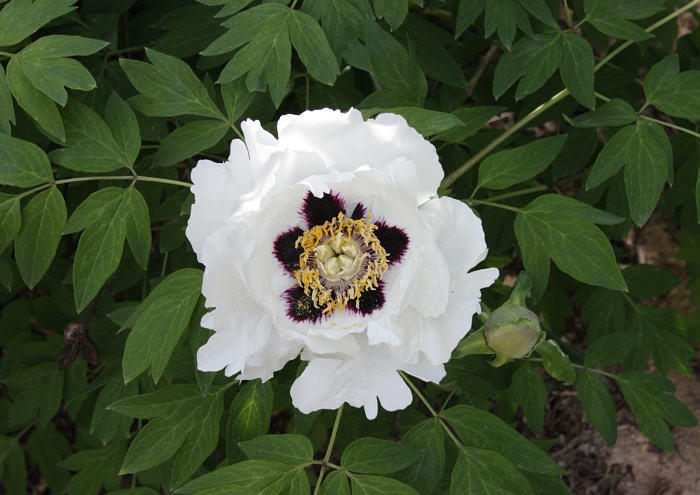 Paeonia rockii