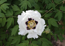 Paeonia rockii