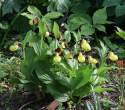 Cypripedium calceolus