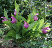 Cypripedium macranthos