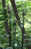Cardiocrinum giganteum var. yunnanense