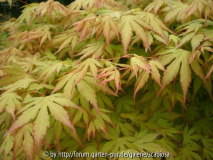 Acer palm. 'Orange Dream'