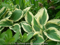 Hosta 'El Nino' Mai 2013