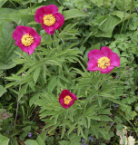 Paeonia officinalis