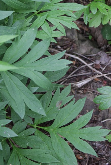 Paeonia anomala Blatt - Absaat