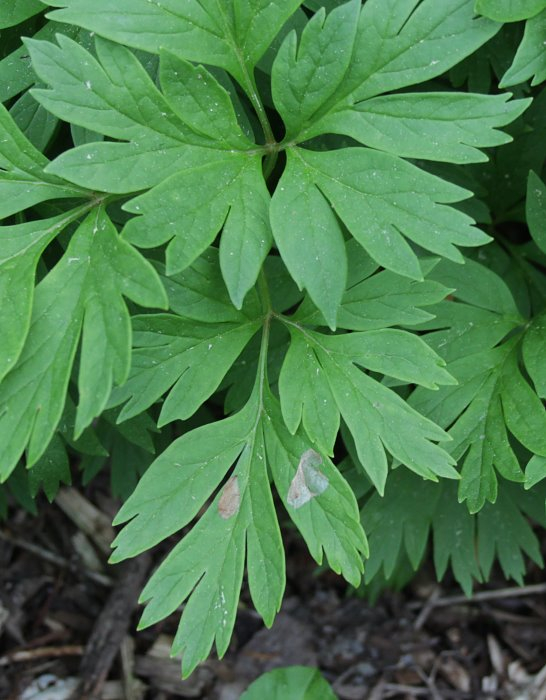 Paeonia anomala ssp. anomala