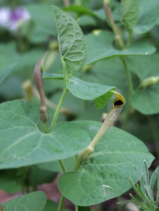 Aristolochia lutea