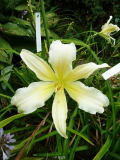 GT10-GA5a Berleyer Edel-Weiss
