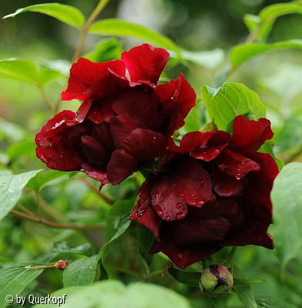 Paeonia Sang Lorrain