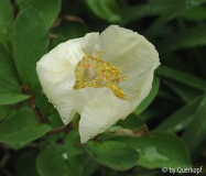 Paeonia mlokosewitschii vergehend