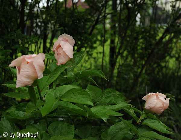 Paeonia Mai fleuri