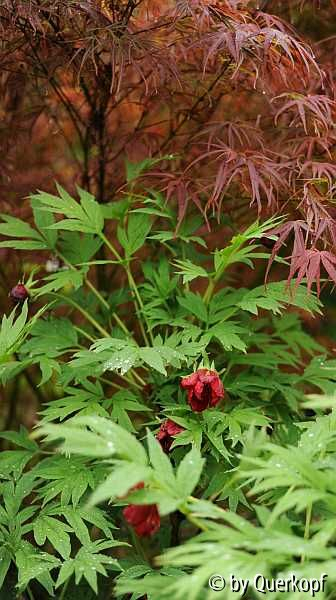 Paeonia delavayi