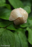 Paeonia Avantgarde