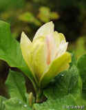 Magnolia Sunsation Blüte