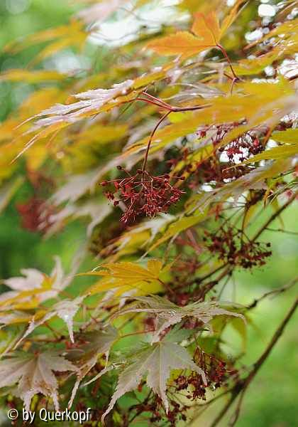 Acer Masukagami Blüte