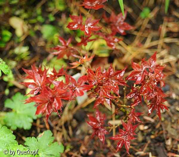 Acer Beni hoshi