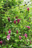 Magnolia liliiflora Nigra