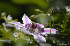 Nelly Moser Blüte im Dickicht