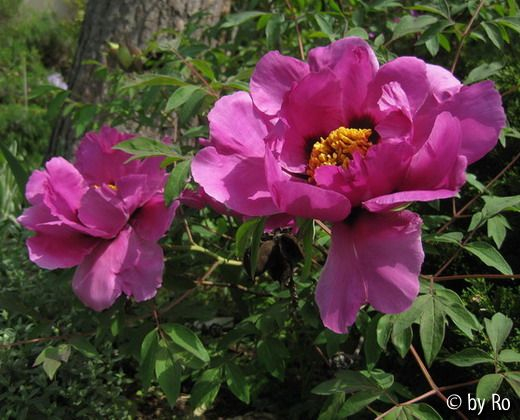 P. rockii Hybr. rosa duftend
