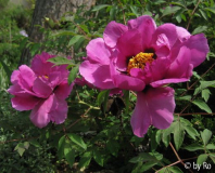 P. rockii Hybr. rosa duftend