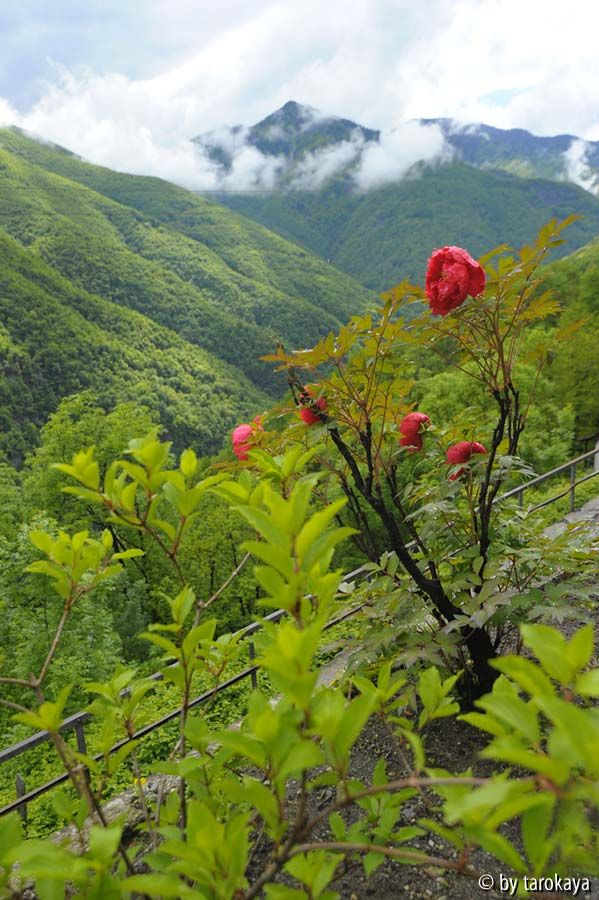 päonie rot nach regen