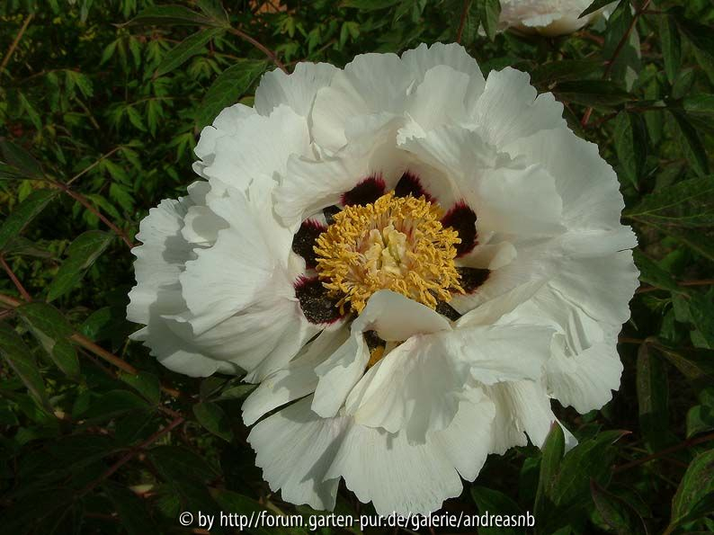 Paeonia suffruticosa rockii 2013
