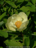 Paeonia mlokosewitschii 1