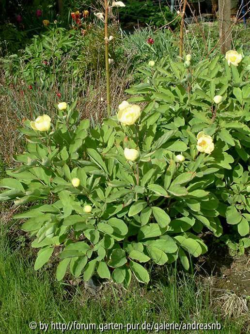 Paeonia mlokosewitschii 2