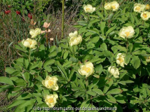 Paeonia mlokosewitschii 3
