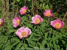Paeonia mascula ssp. triternata