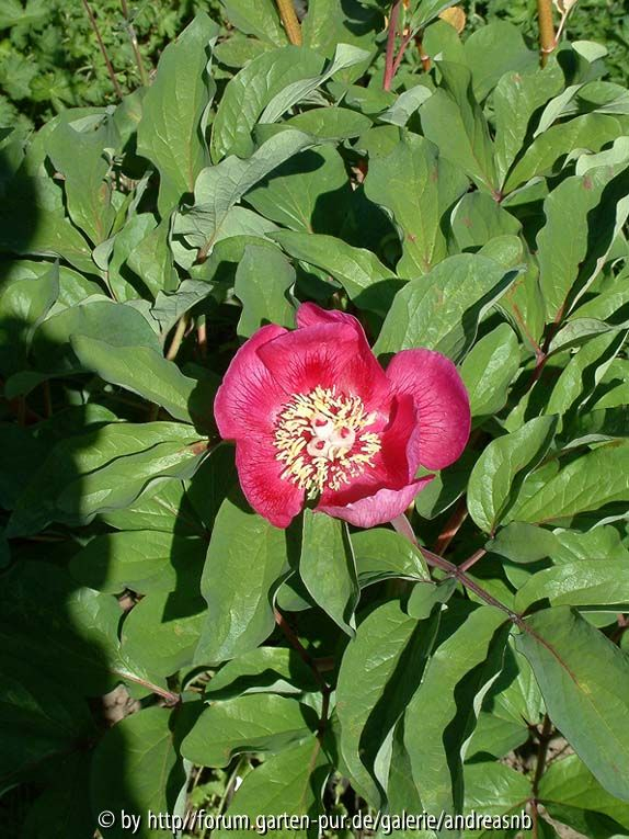 Paeonia mascula - Standort