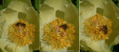 Paeonia mlokosewitschii - Biene1bis3