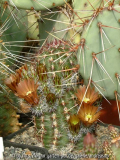 Echinocereus viridiflorus Hybride