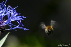 Hummel kreist um Bergflockenblume