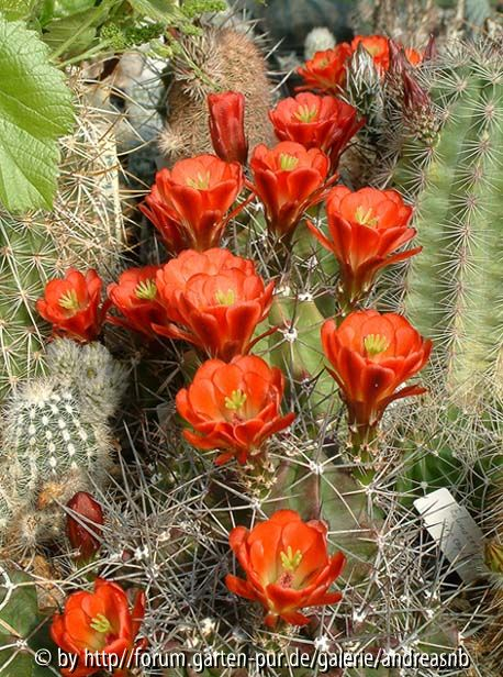 Echinocereus triglochidiatus / Gartenabsaat