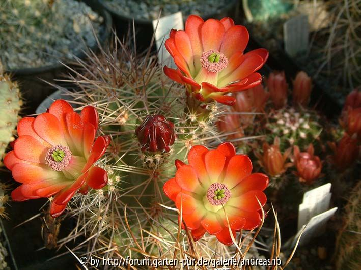 angeblicher Echinocereus dasyacanthus