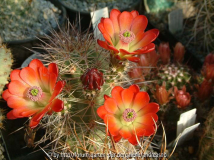 angeblicher Echinocereus dasyacanthus
