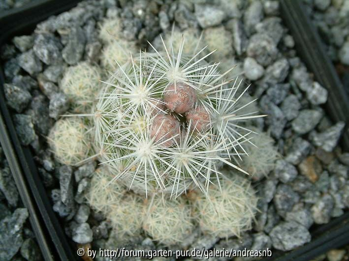 Escobaria sneedii Hybride 5