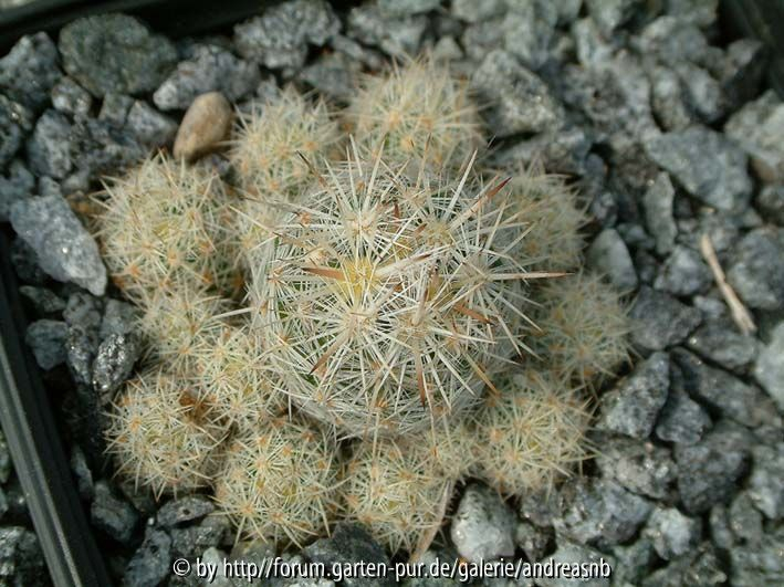 Escobaria sneedii Hybride 4