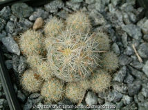 Escobaria sneedii Hybride 4