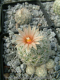 Escobaria sneedii Hybride 3