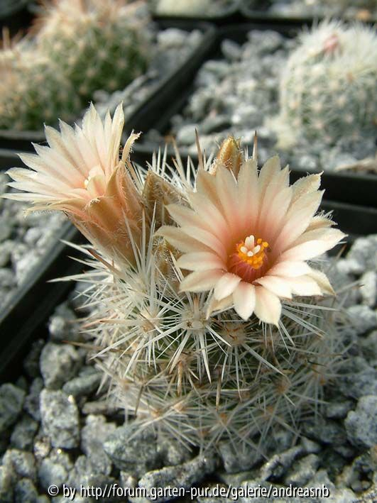 Escobaria sneedii Hybride 2