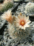 Escobaria sneedii Hybride 2