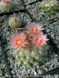 Escobaria sneedii Hybride 1