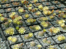 Echinocereus viridiflorus