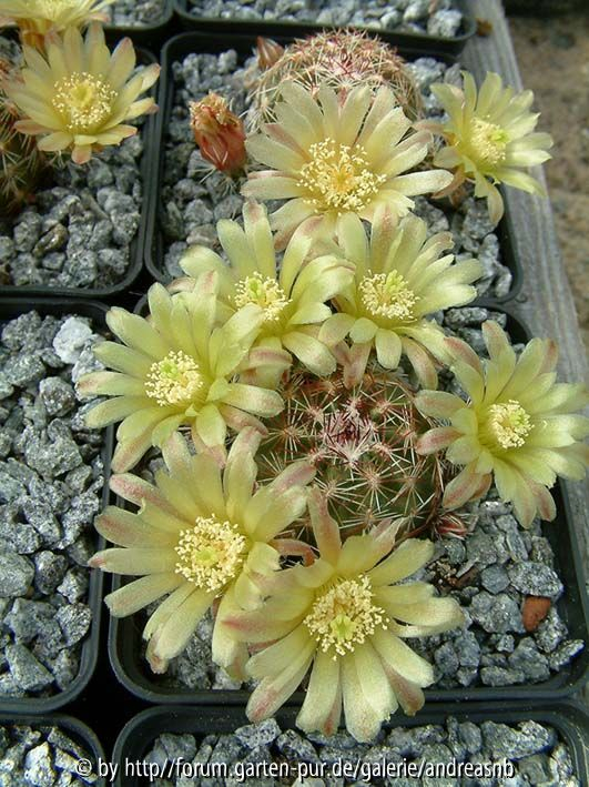Echinocereus viridiflorus / Einzelpflanze