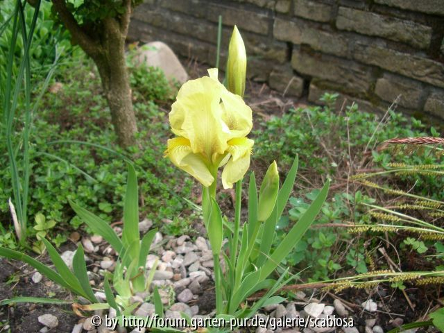Iris reichenbachii